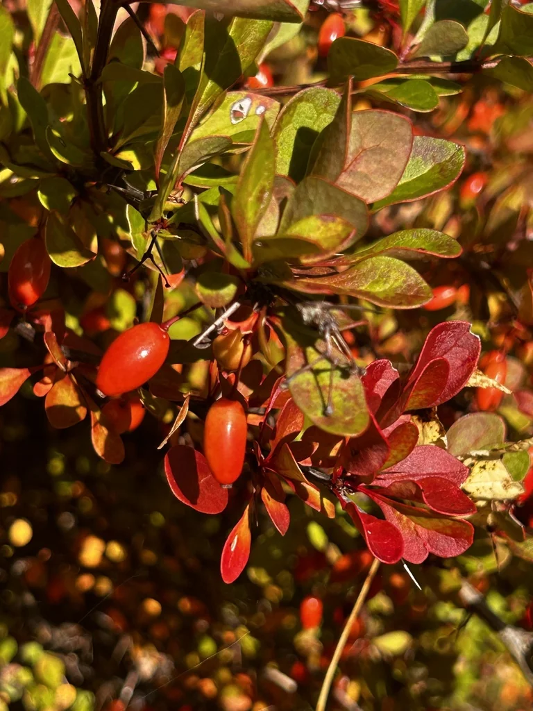 Berberis Thunbergii