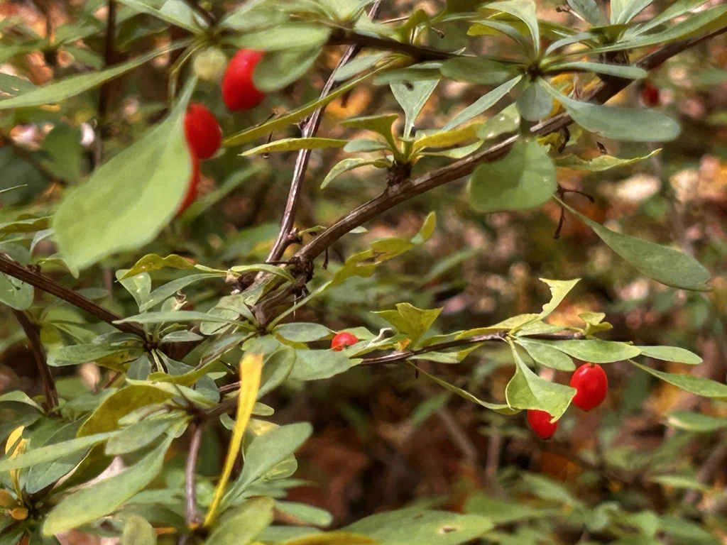 Berberis Thunbergii