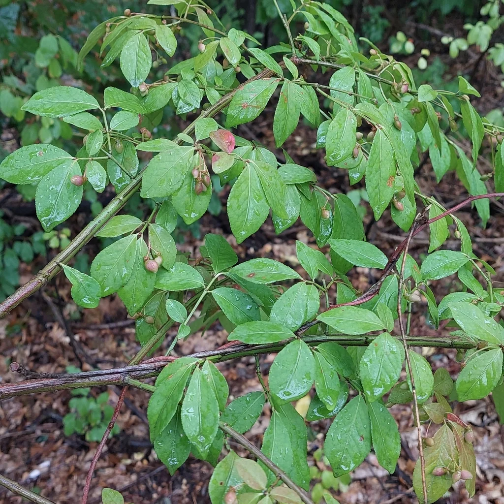 Euonymus Alatus