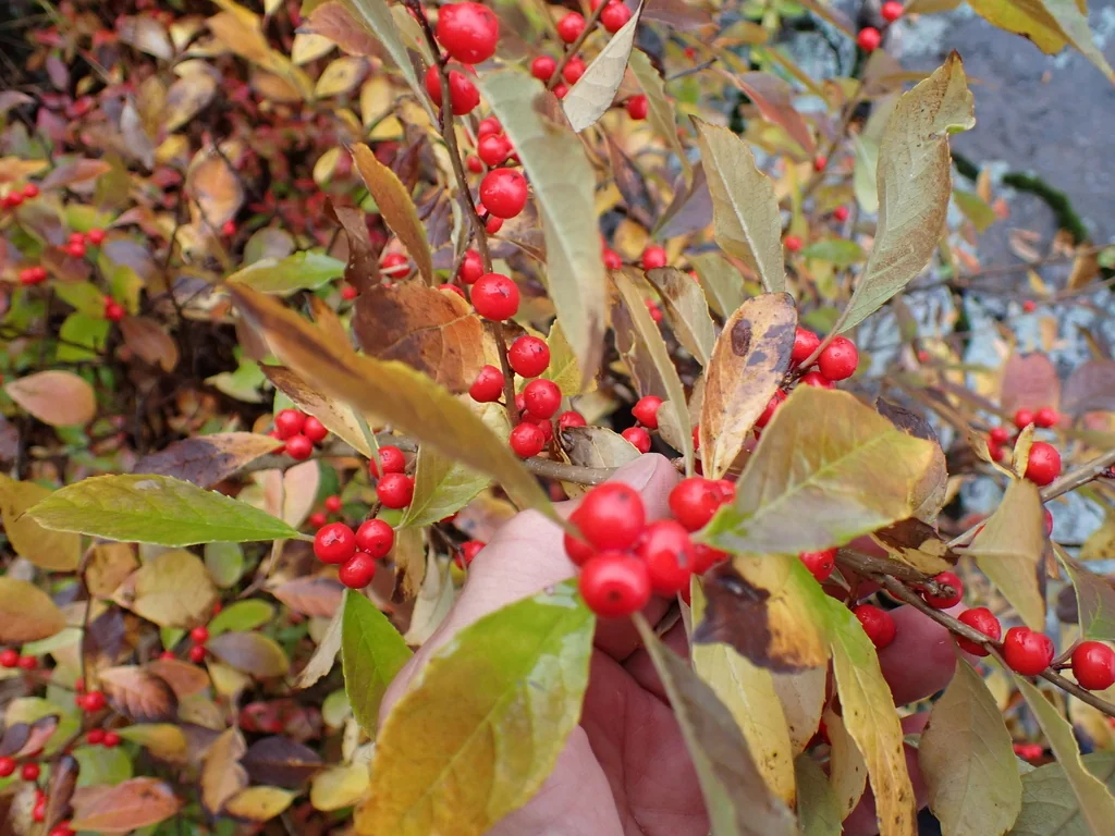 Ilex verticillata