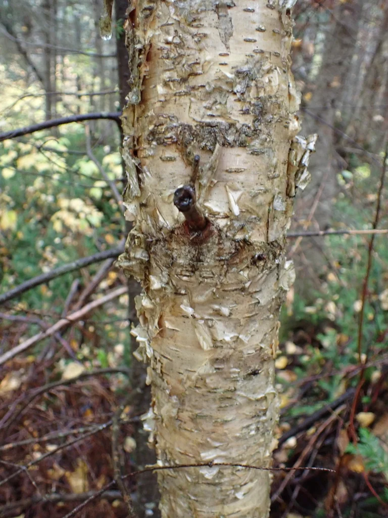 Betula Alleghaniensis