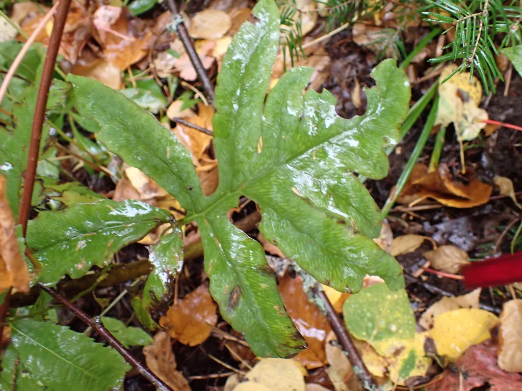 Onoclea Sensibilis