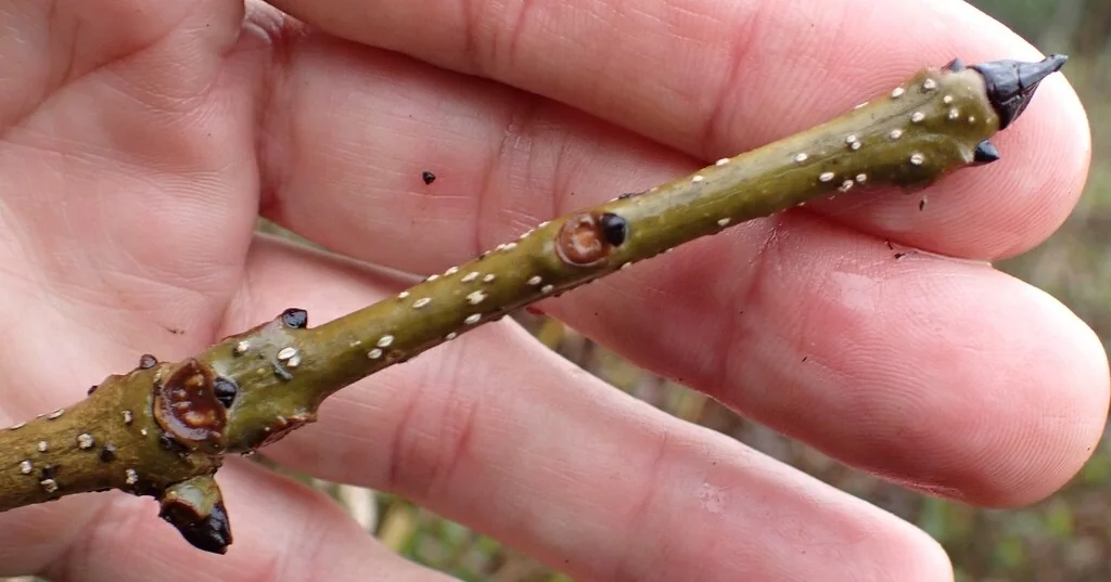 Fraxinus Nigra