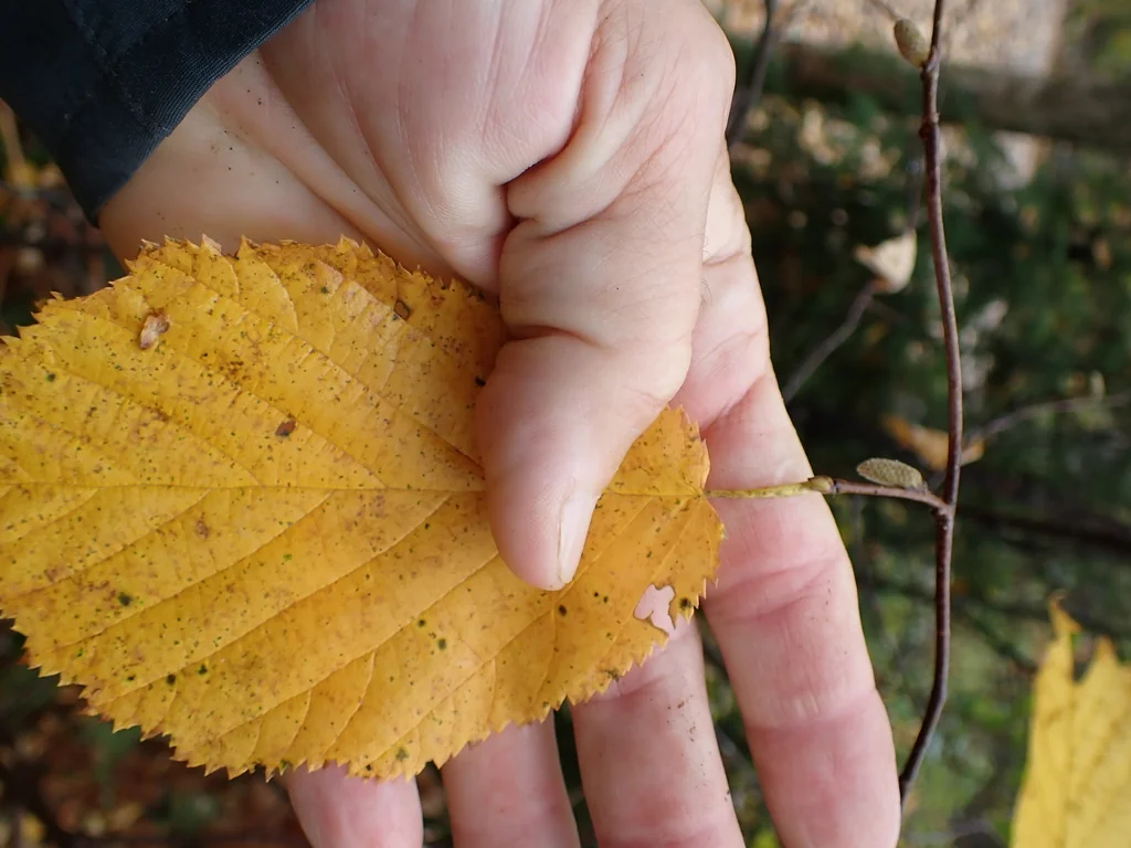 Corylus Cornuta