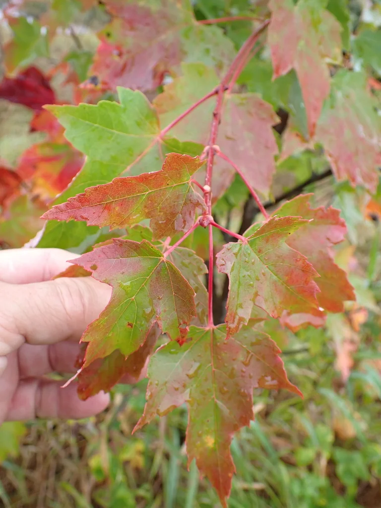 Acer Rubrum