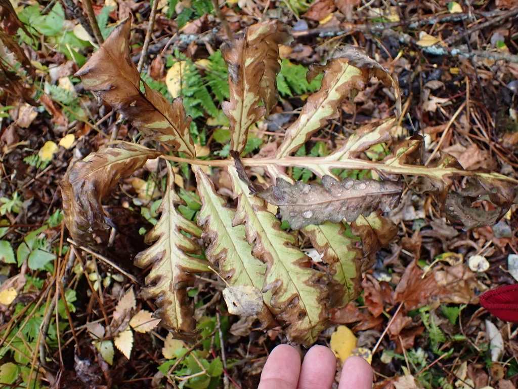 Onoclea Sensibilis