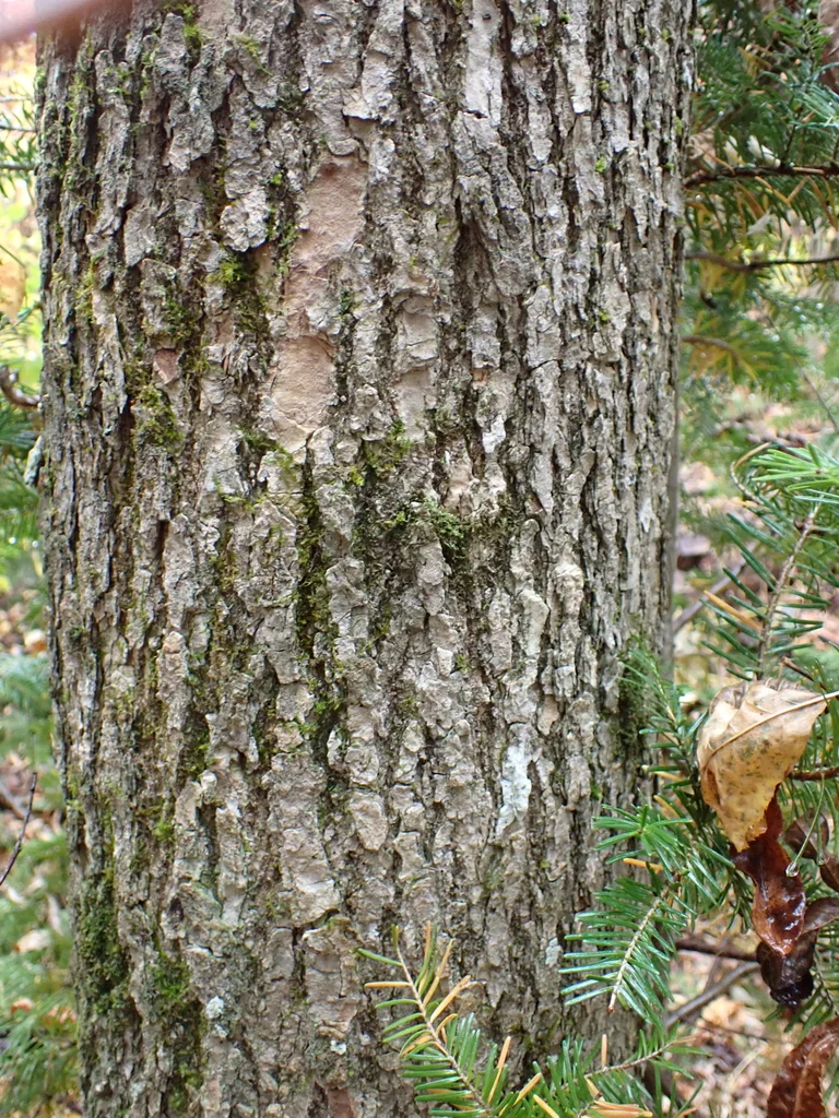 Fraxinus Nigra