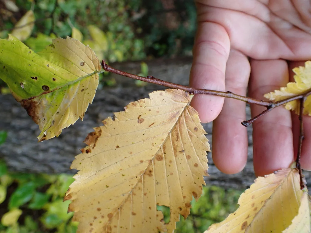 Ulmus Americana