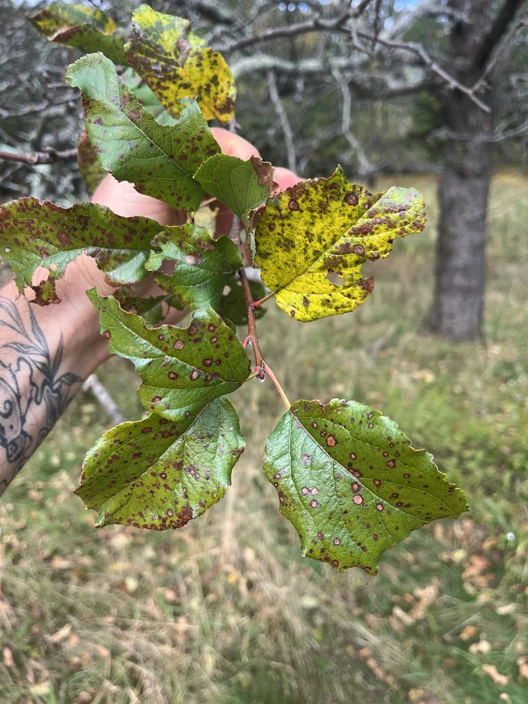 Malus Pumila