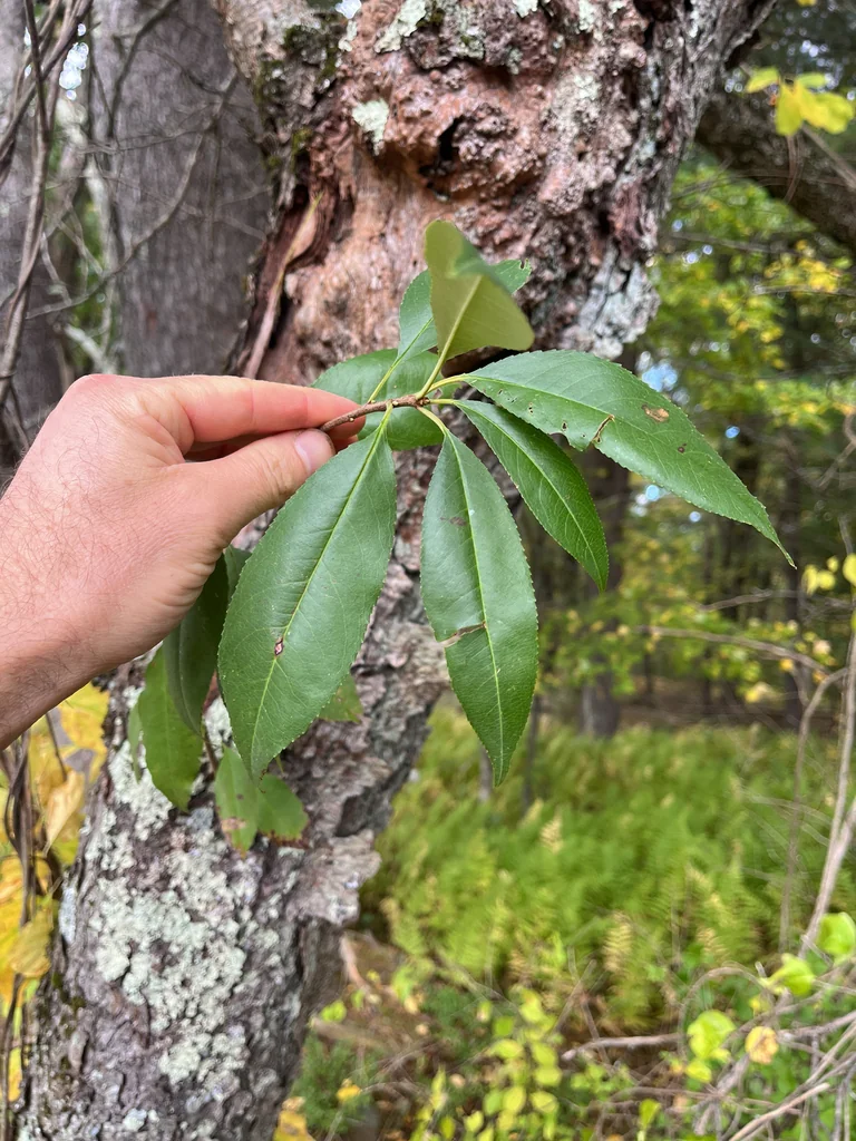Malus Pumila