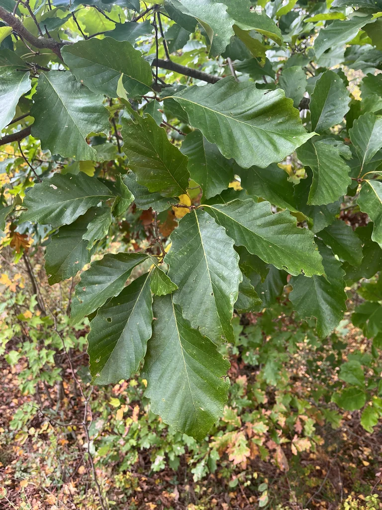 Quercus Montana