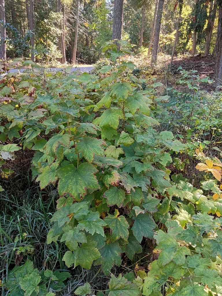 Rubus Parviflorus