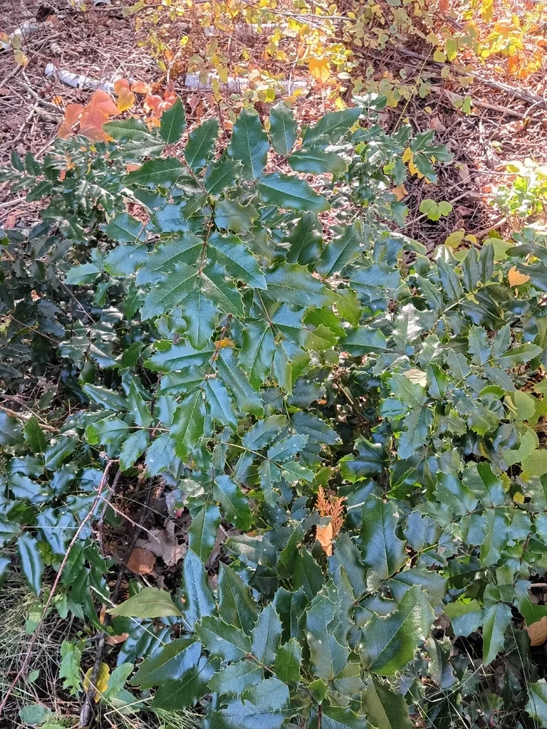 Mahonia Aquifolium