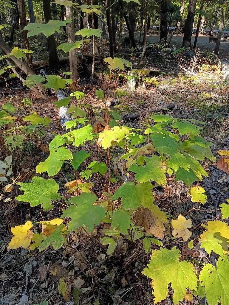 Rubus Parviflorus