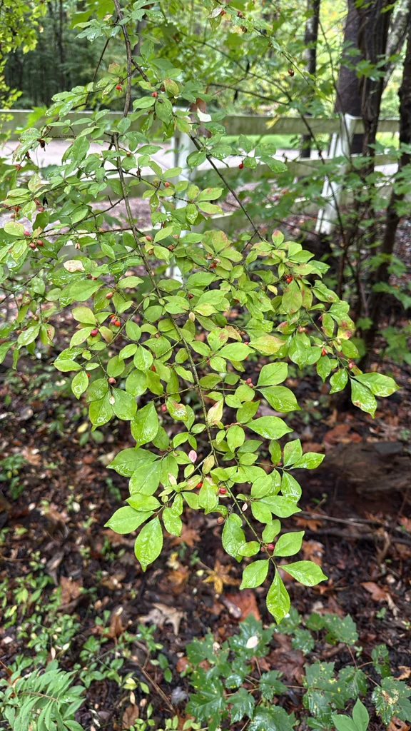 Euonymus Alatus
