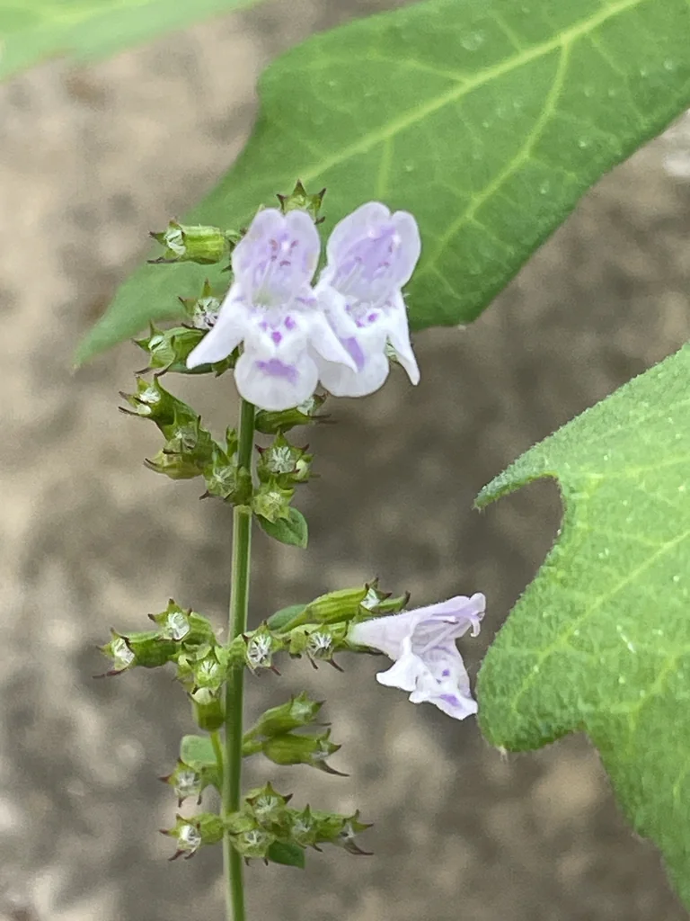Calamintha Nepeta