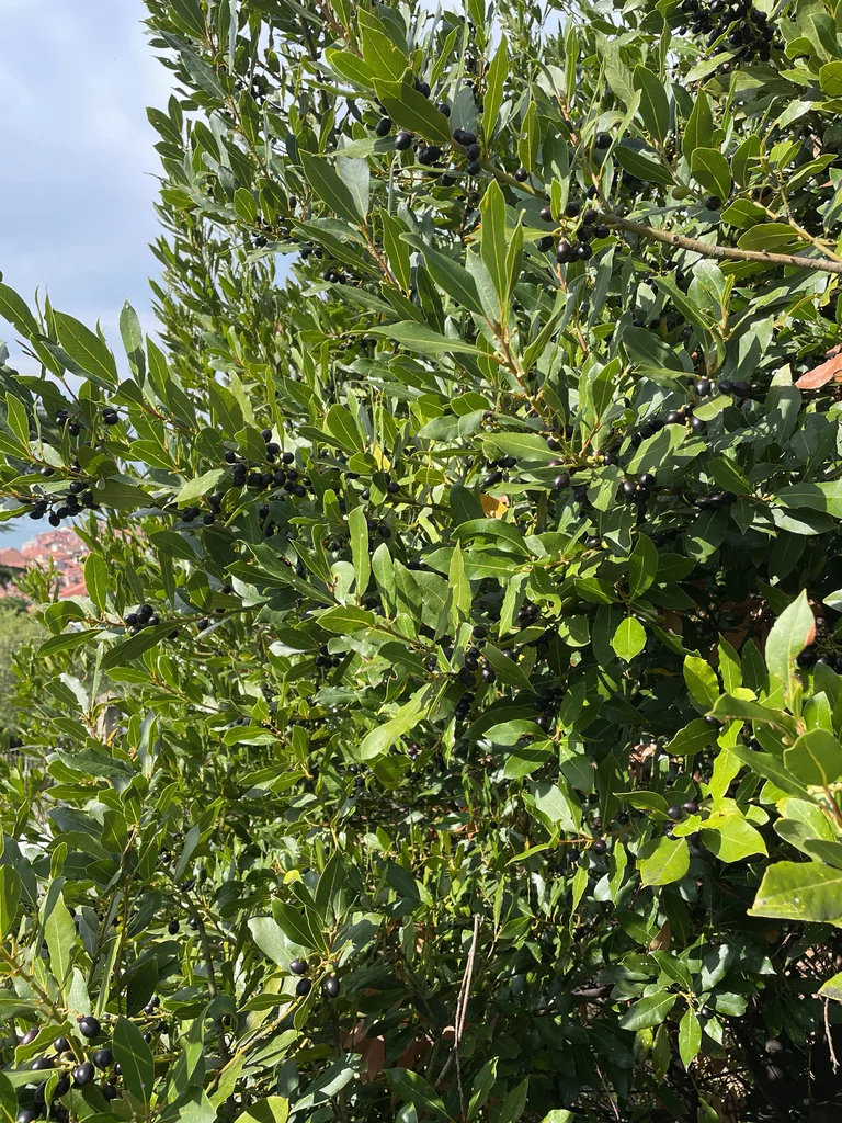 Laurus Nobilis