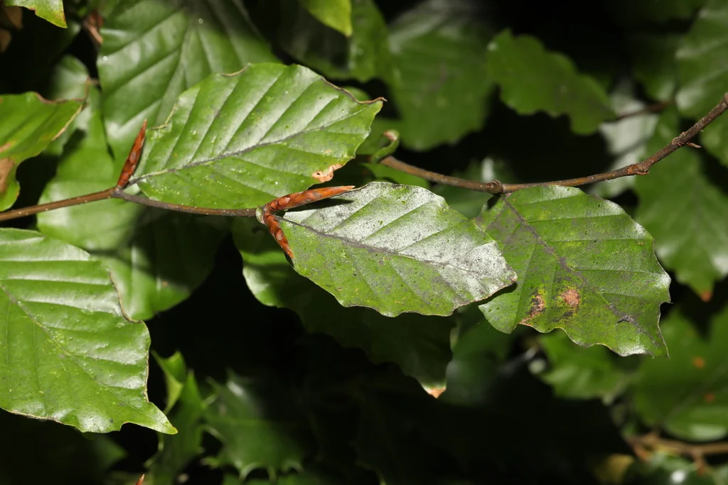 Fagus Sylvatica