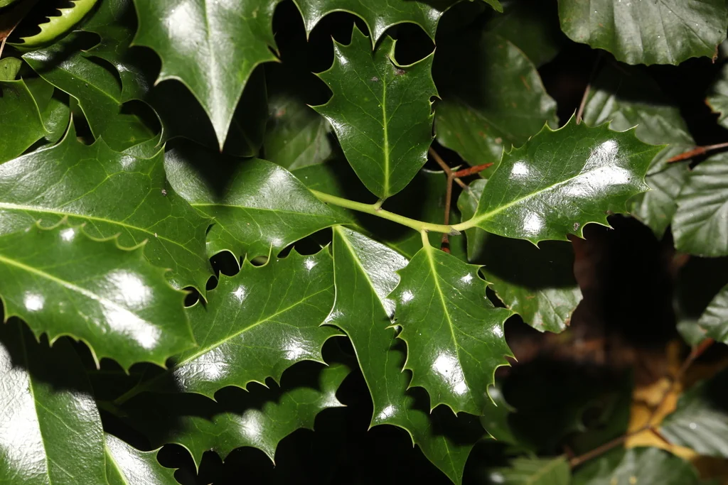 Ilex Aquifolium