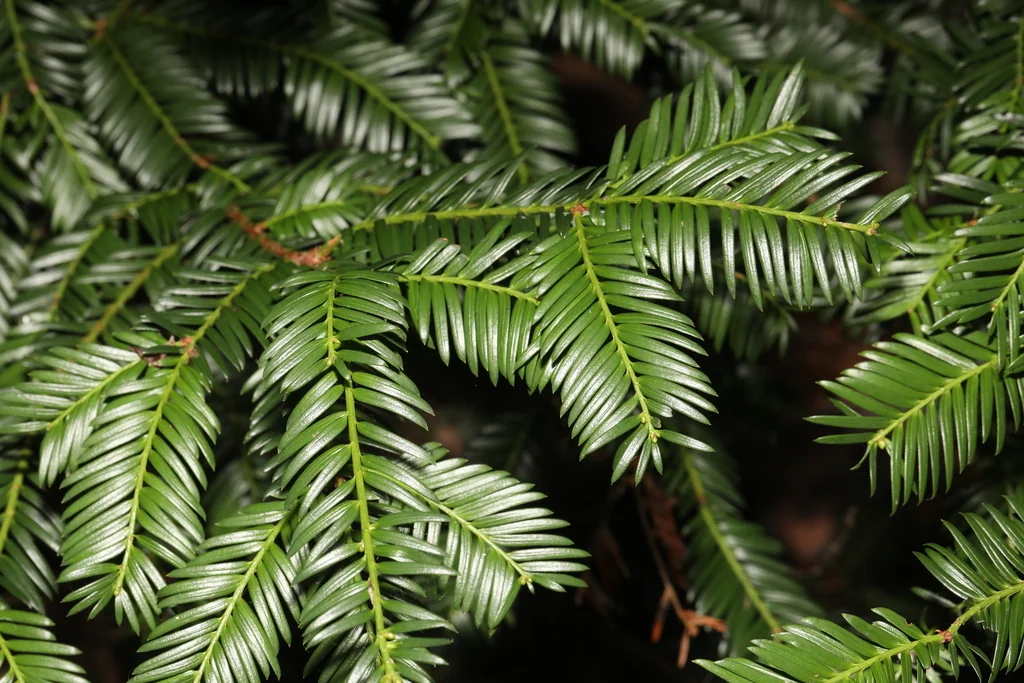 Taxus Baccata