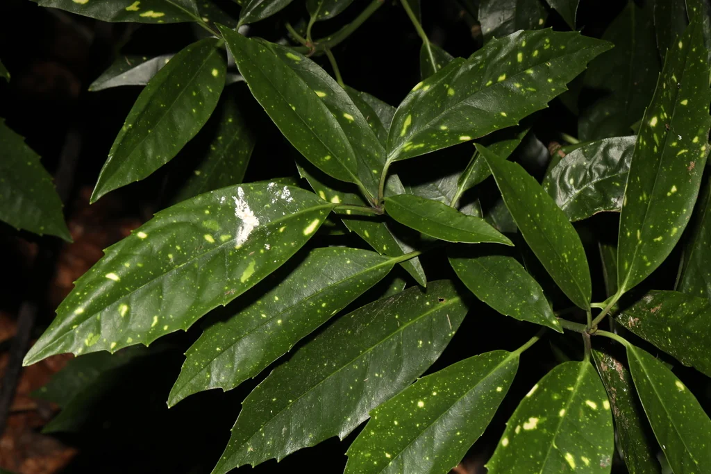 Aucuba Japonica