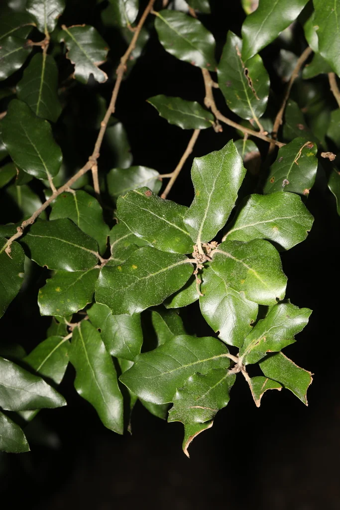 Quercus Ilex