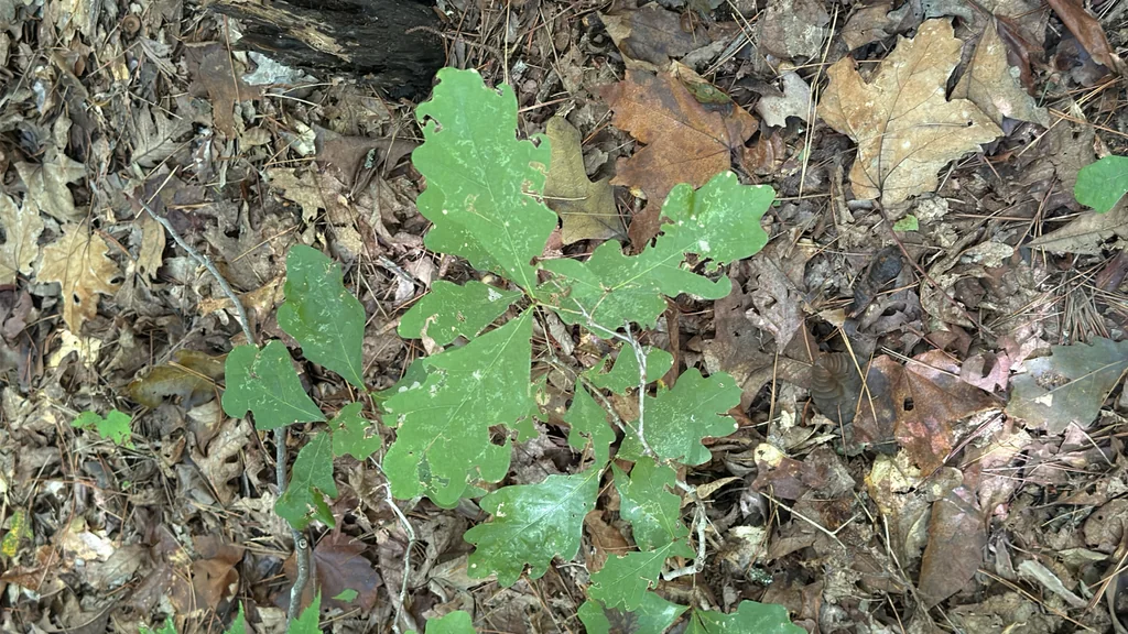 Quercus Alba