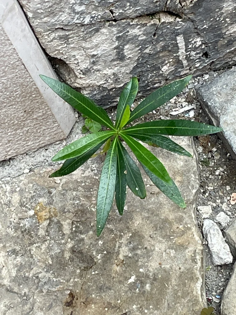 Nerium Oleander