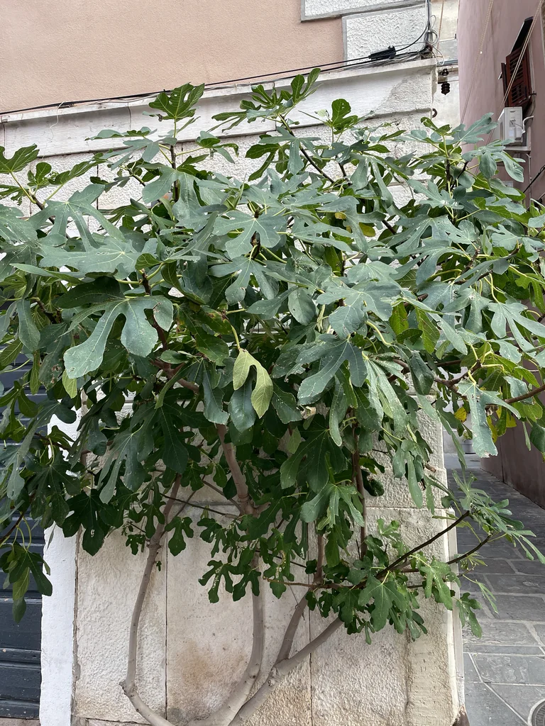 Ficus Carica