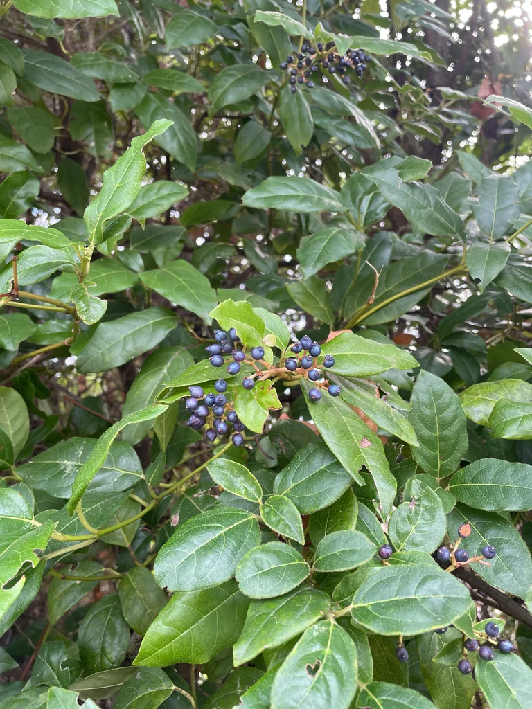 Viburnum Tinus