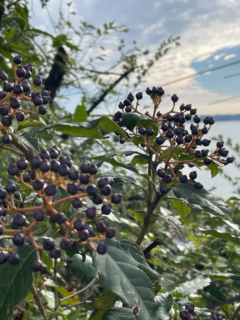 Viburnum Tinus