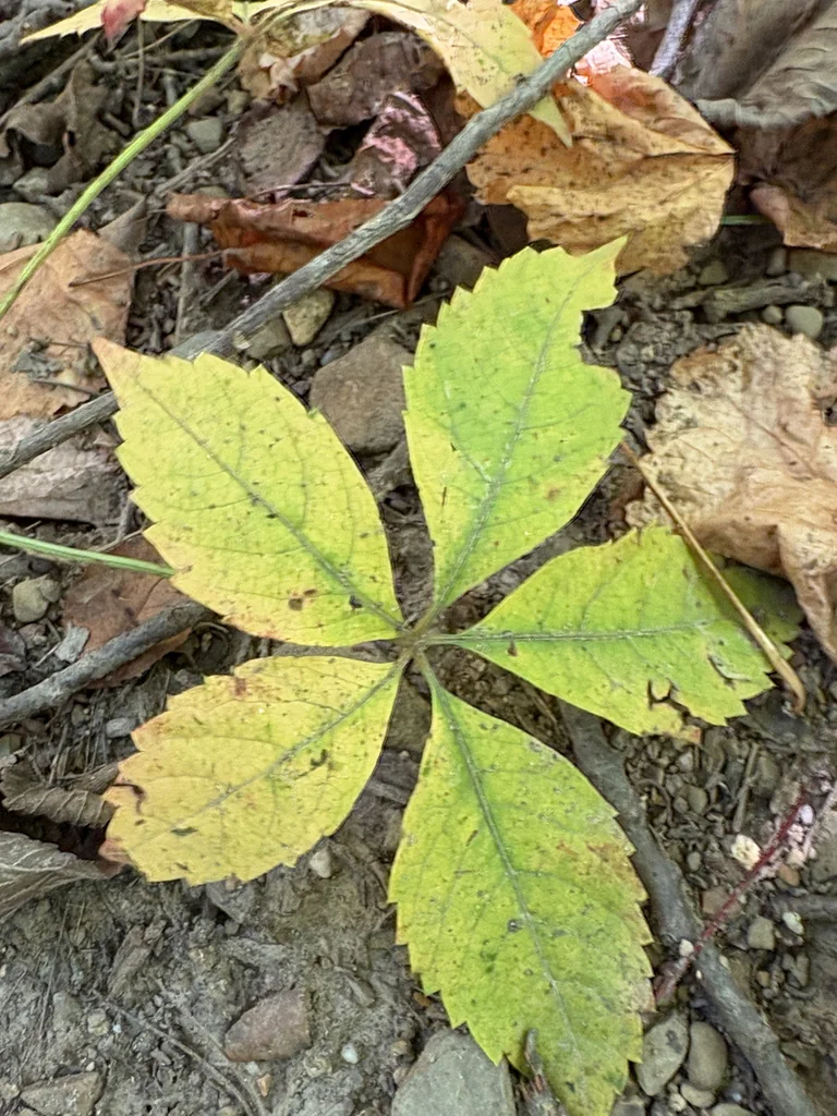 Parthenocissus Quinquefolia