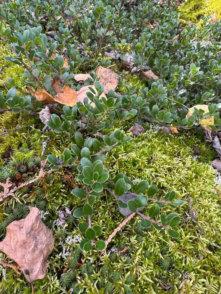 Arctostaphylos Uva-Ursi