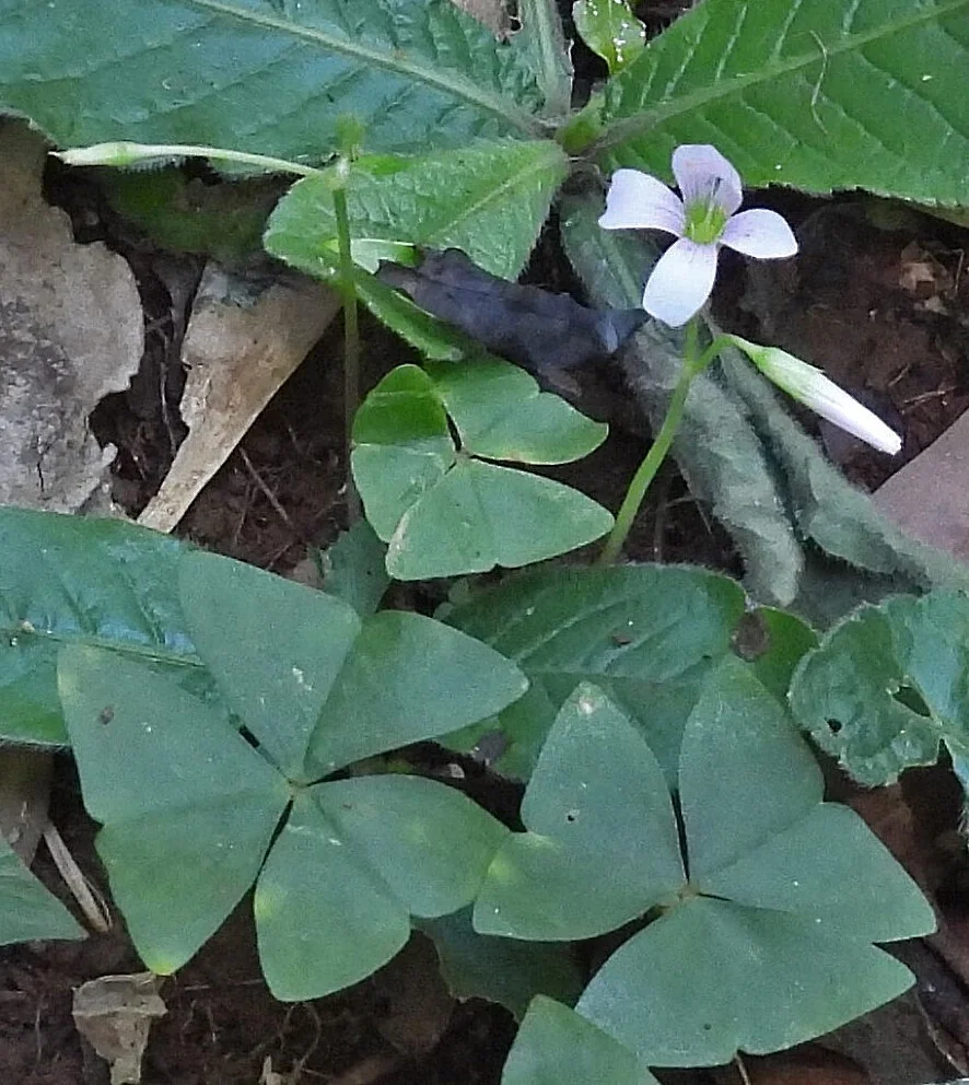 Oxalis Triangularis