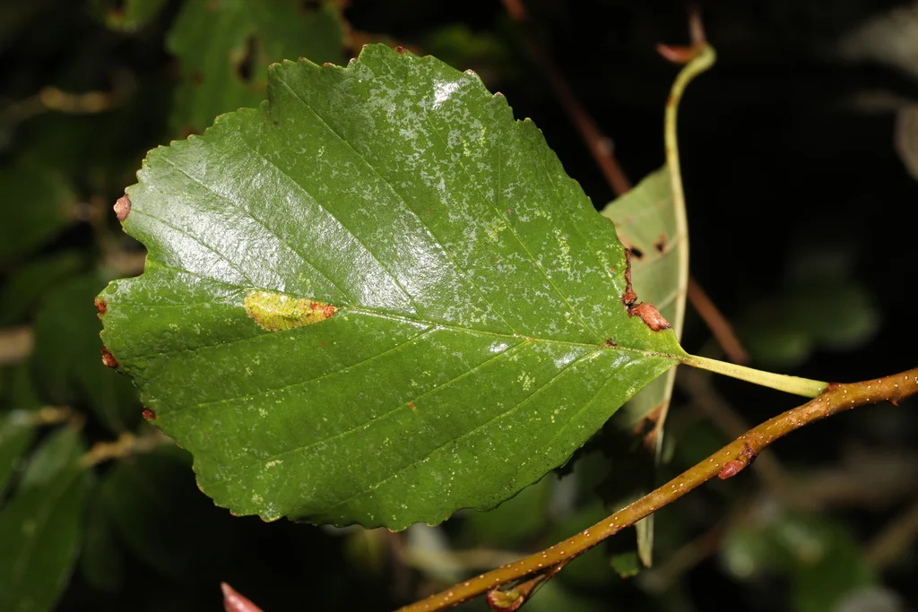 Alnus Glutinosa