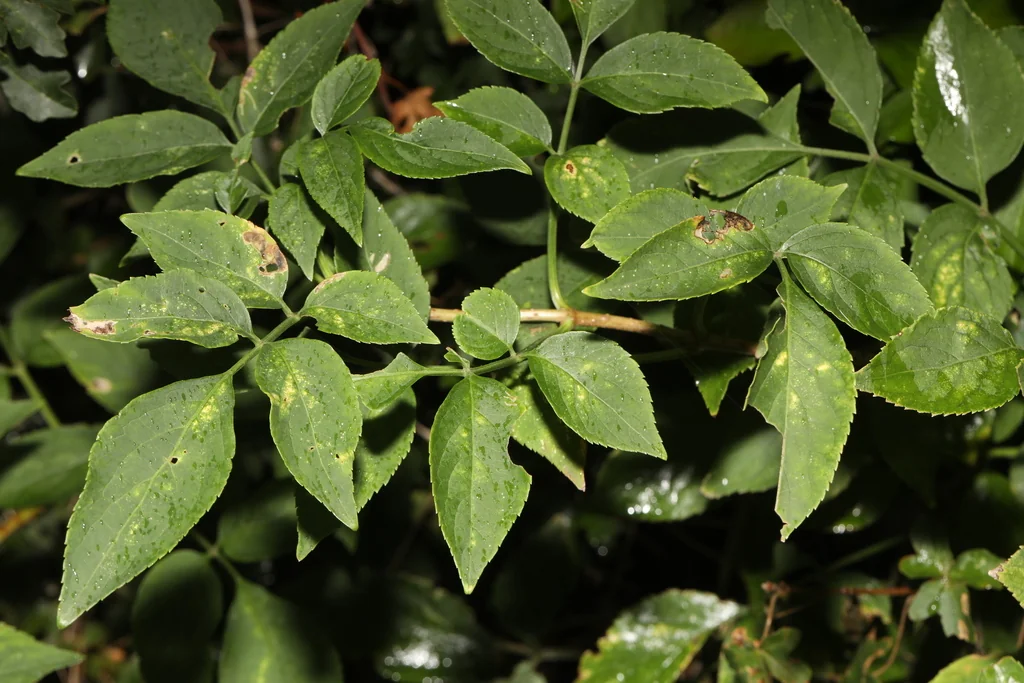 Sambucus nigra