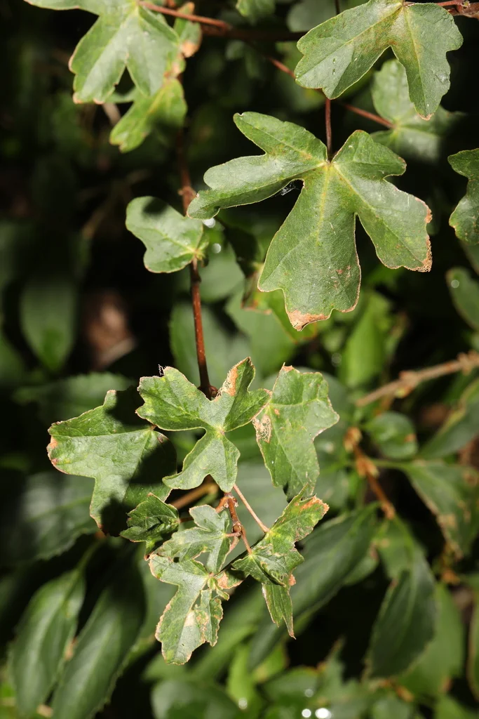 Acer Campestre