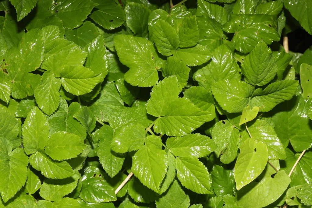 Aegopodium Podagraria