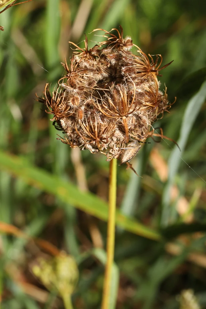 Daucus Carota