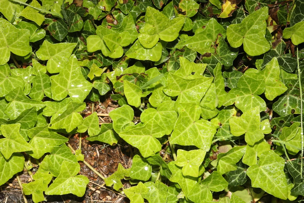 Hedera helix