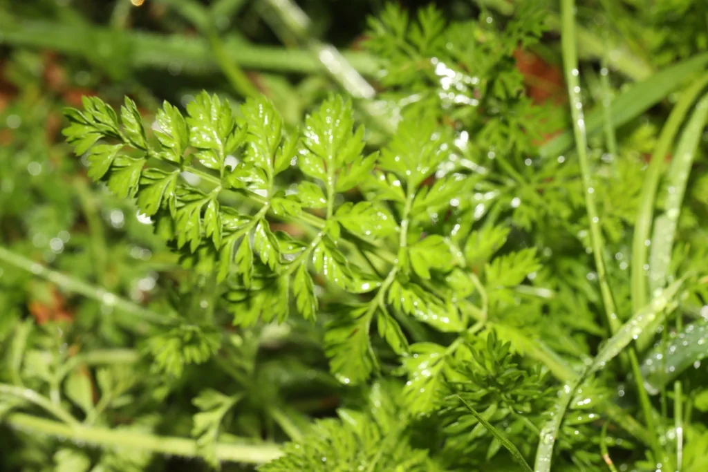 Daucus Carota