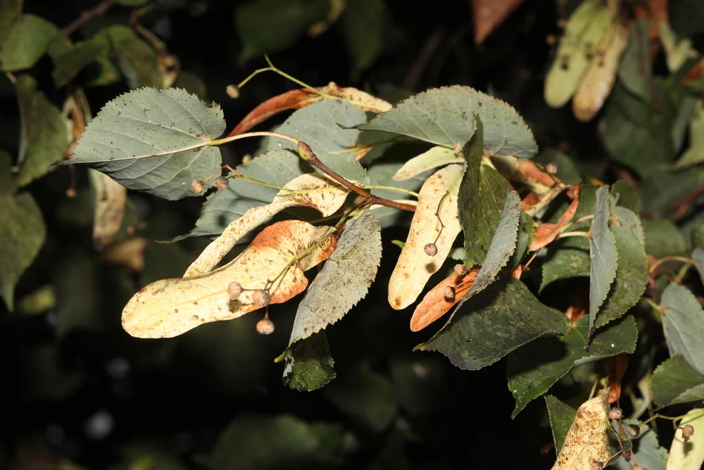 Tilia Cordata