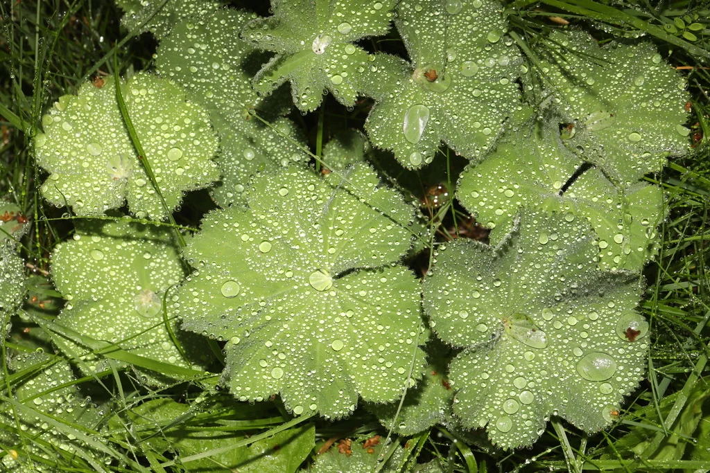 Alchemilla Mollis