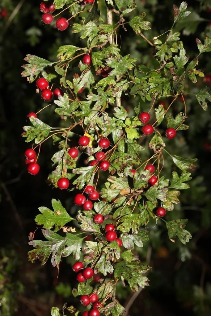Crataegus Monogyna