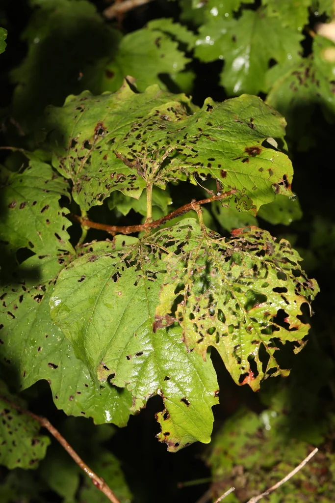 Alnus Glutinosa