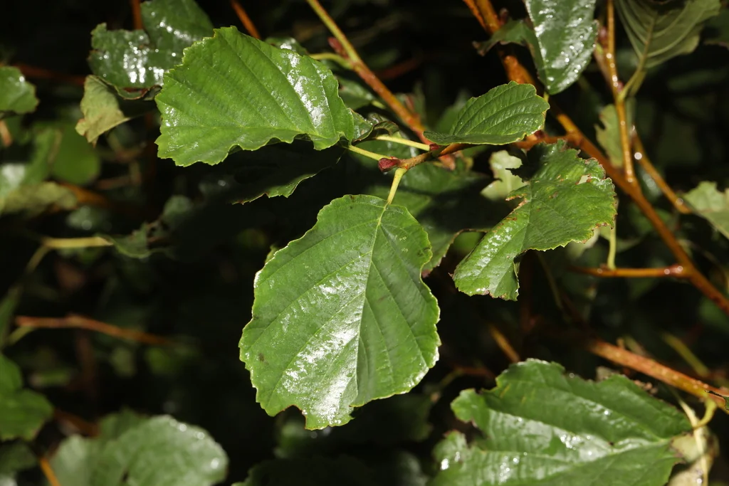 Alnus Glutinosa