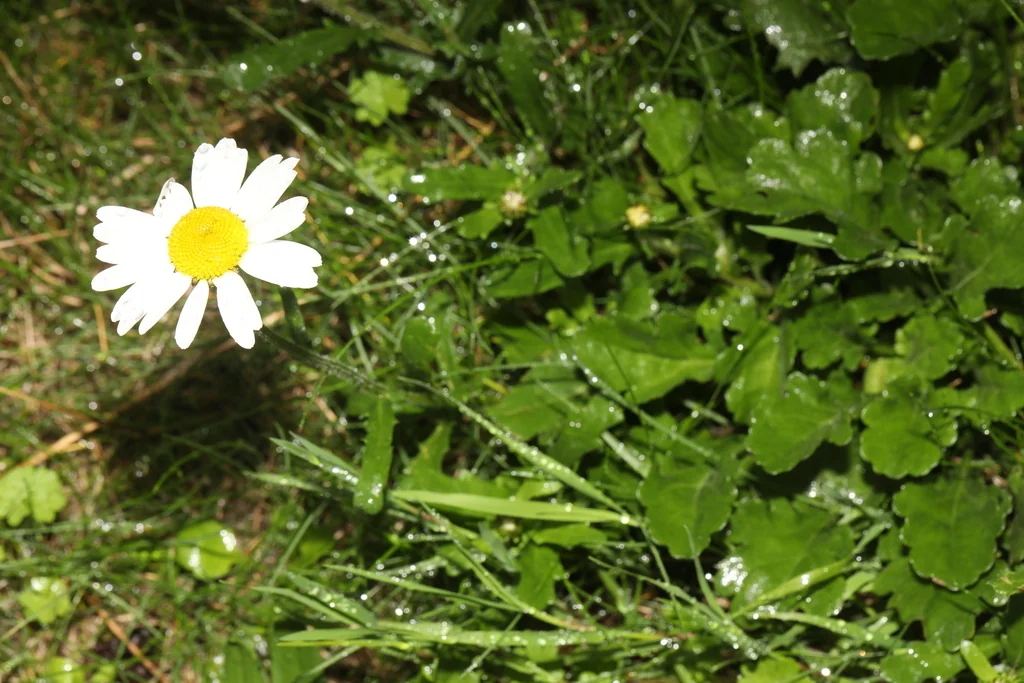 Chrysanthemum Leucanthemum