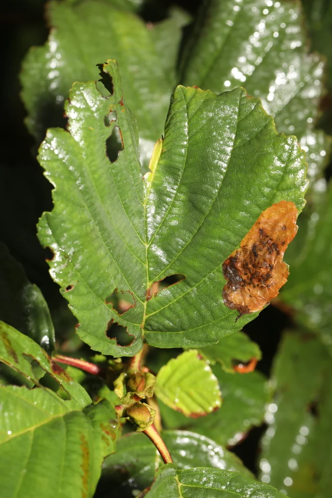 Alnus Glutinosa