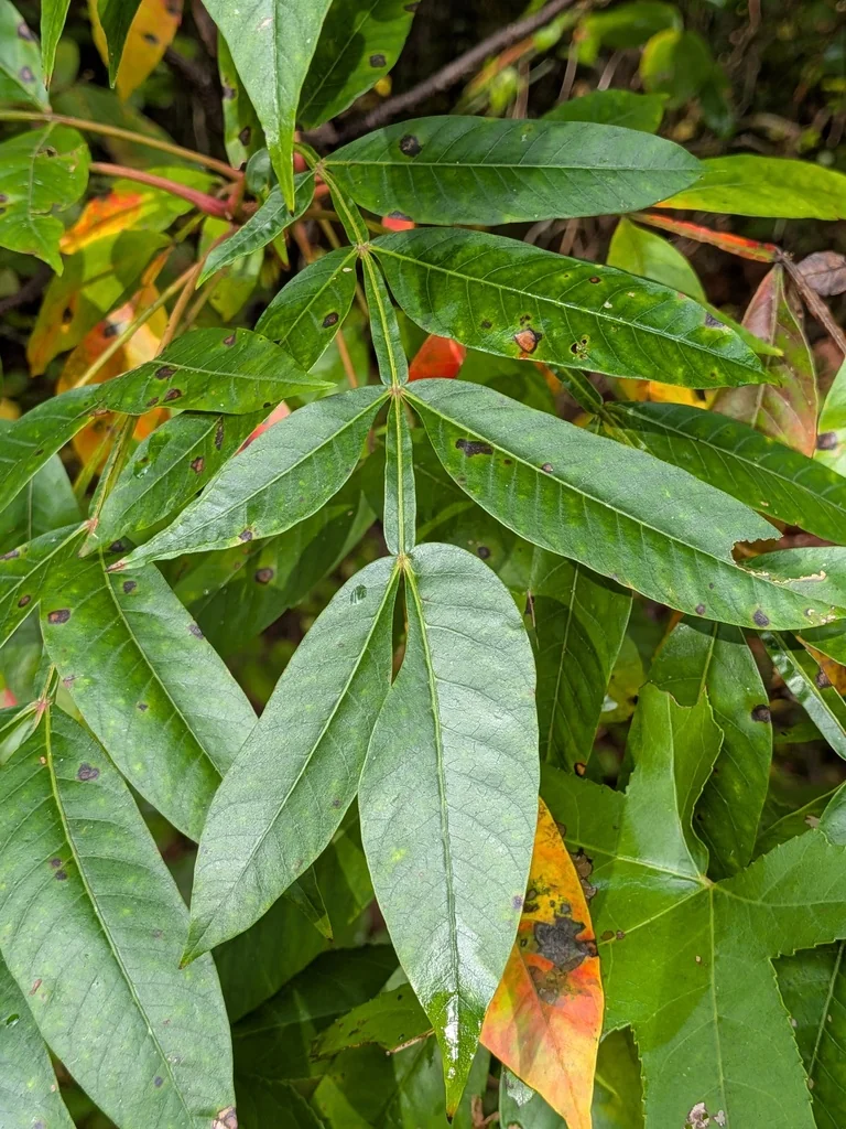 Rhus Copallina