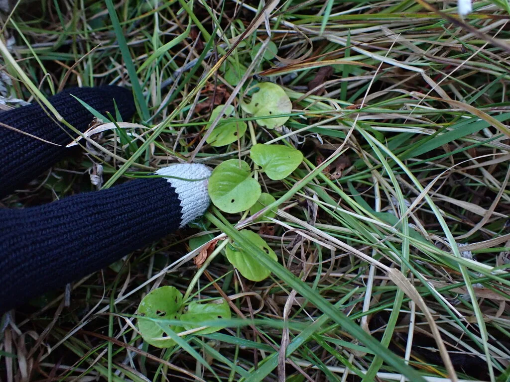 Lysimachia Nummularia